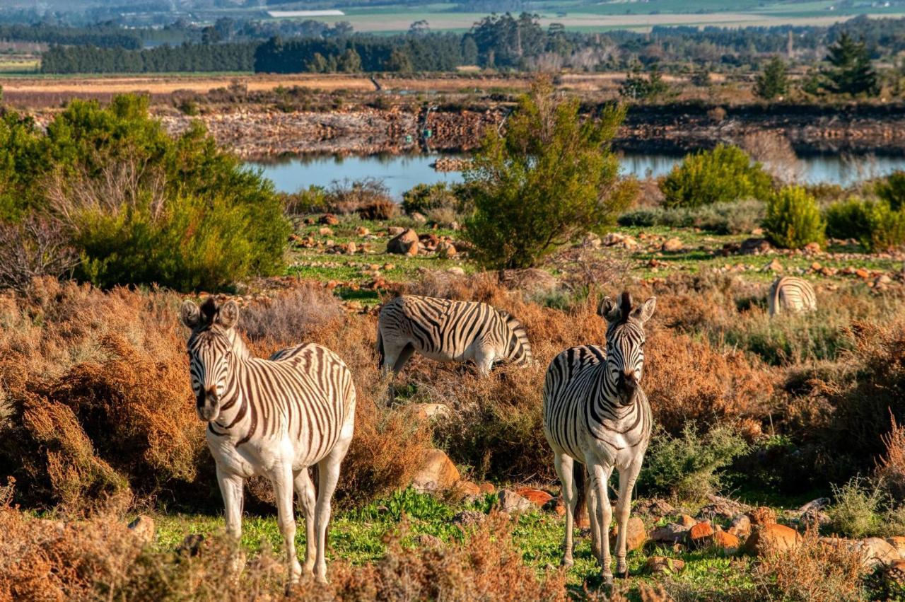 Welbedacht Game & Nature Reserve Tulbagh Luaran gambar