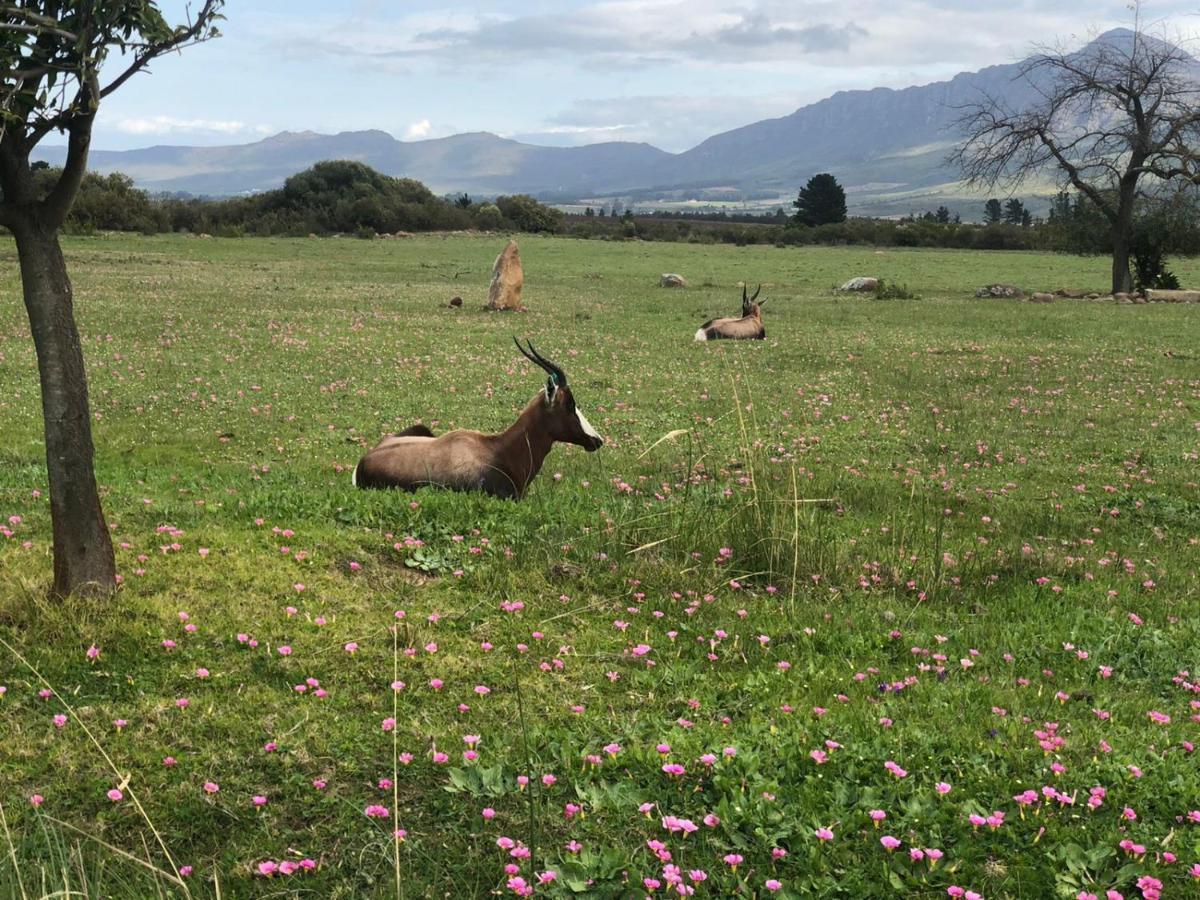 Welbedacht Game & Nature Reserve Tulbagh Luaran gambar